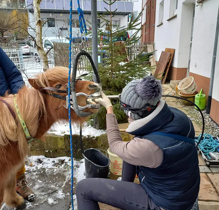 Tierarzt Zahnbehandlung